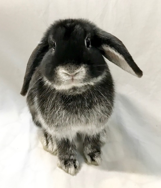 Miss Lola - Female Mini Lop Rabbit in VIC - PetRescue