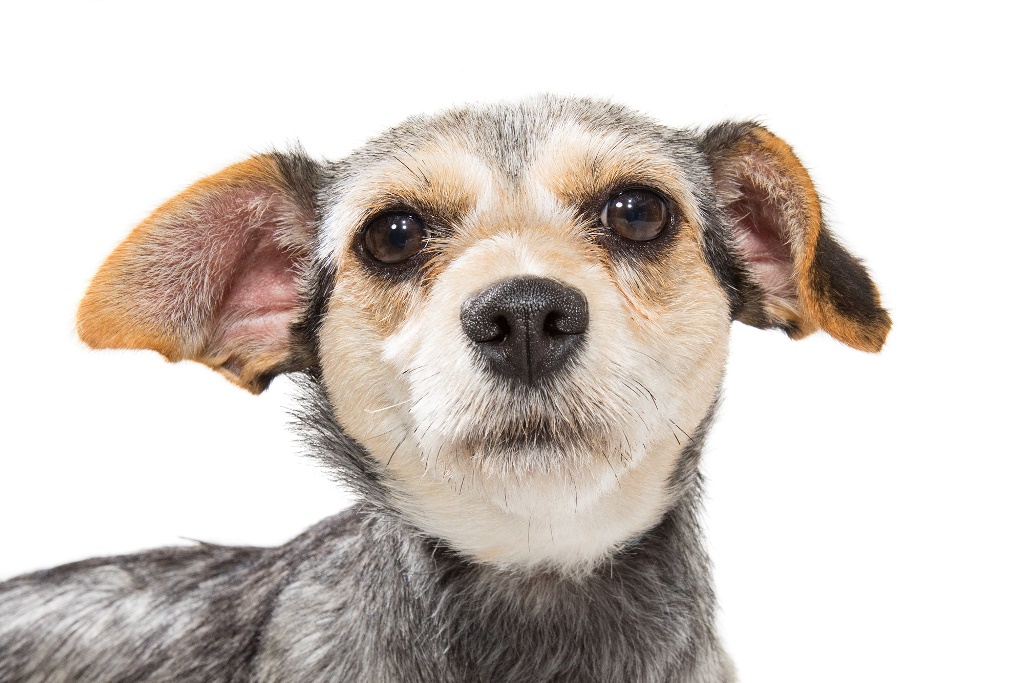 Schnitzel_3 – Sydney Dogs and Cats Home