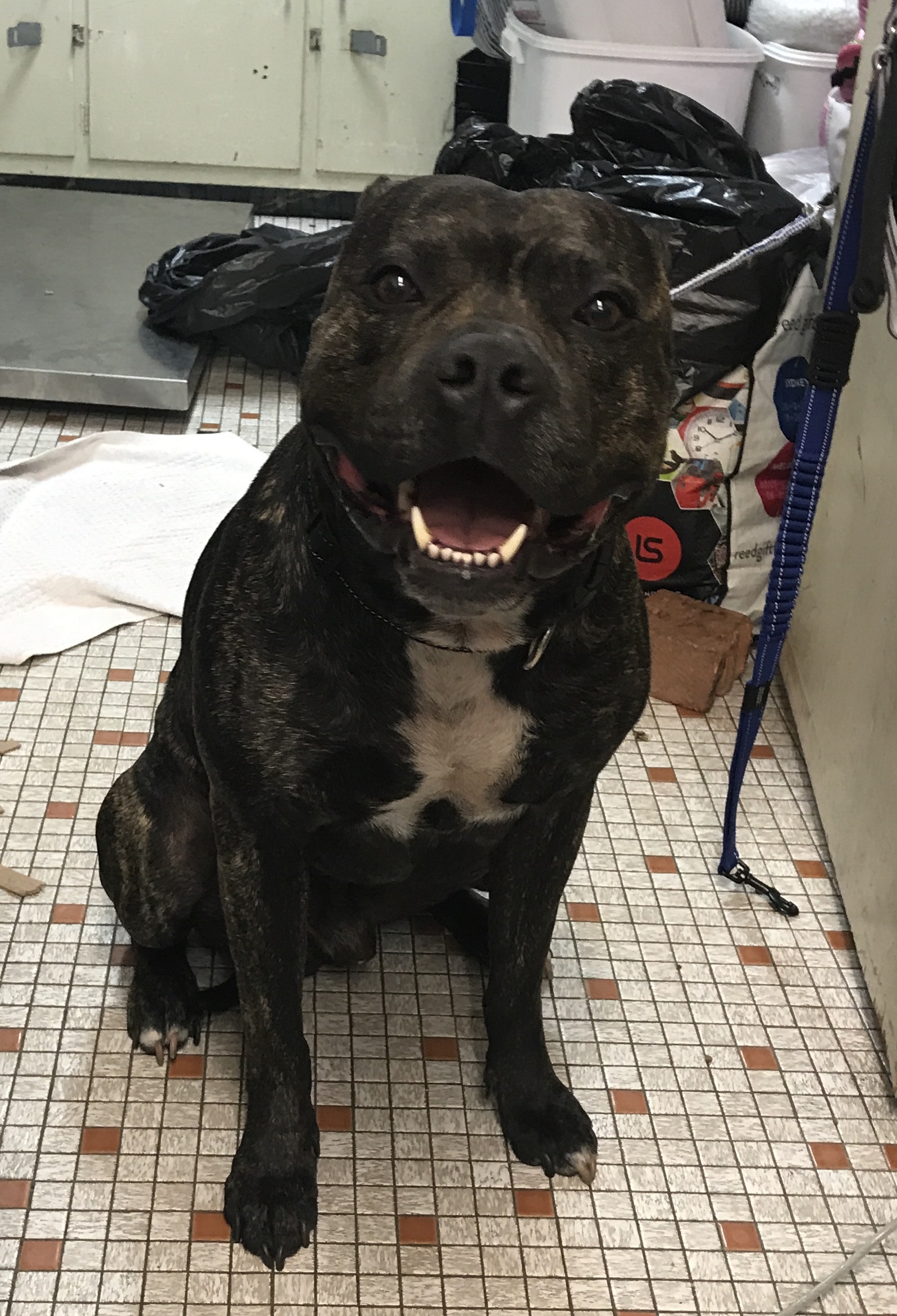 Jagger Sydney Dogs and Cats Home