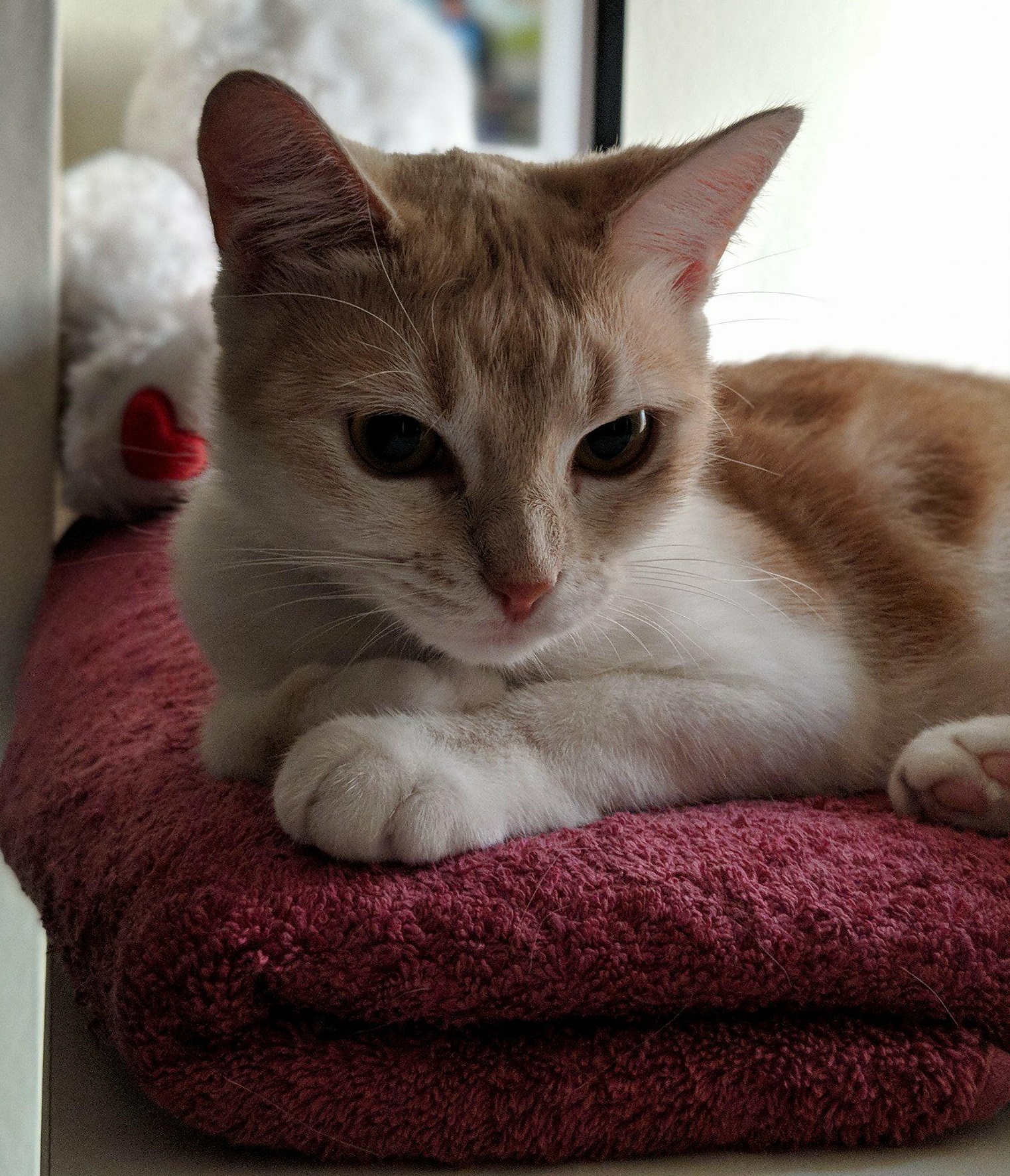 Adopt Sydney Dogs and Cats Home