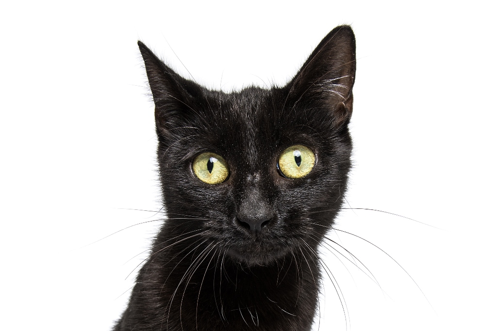 Pango 3 Sydney Dogs and Cats Home