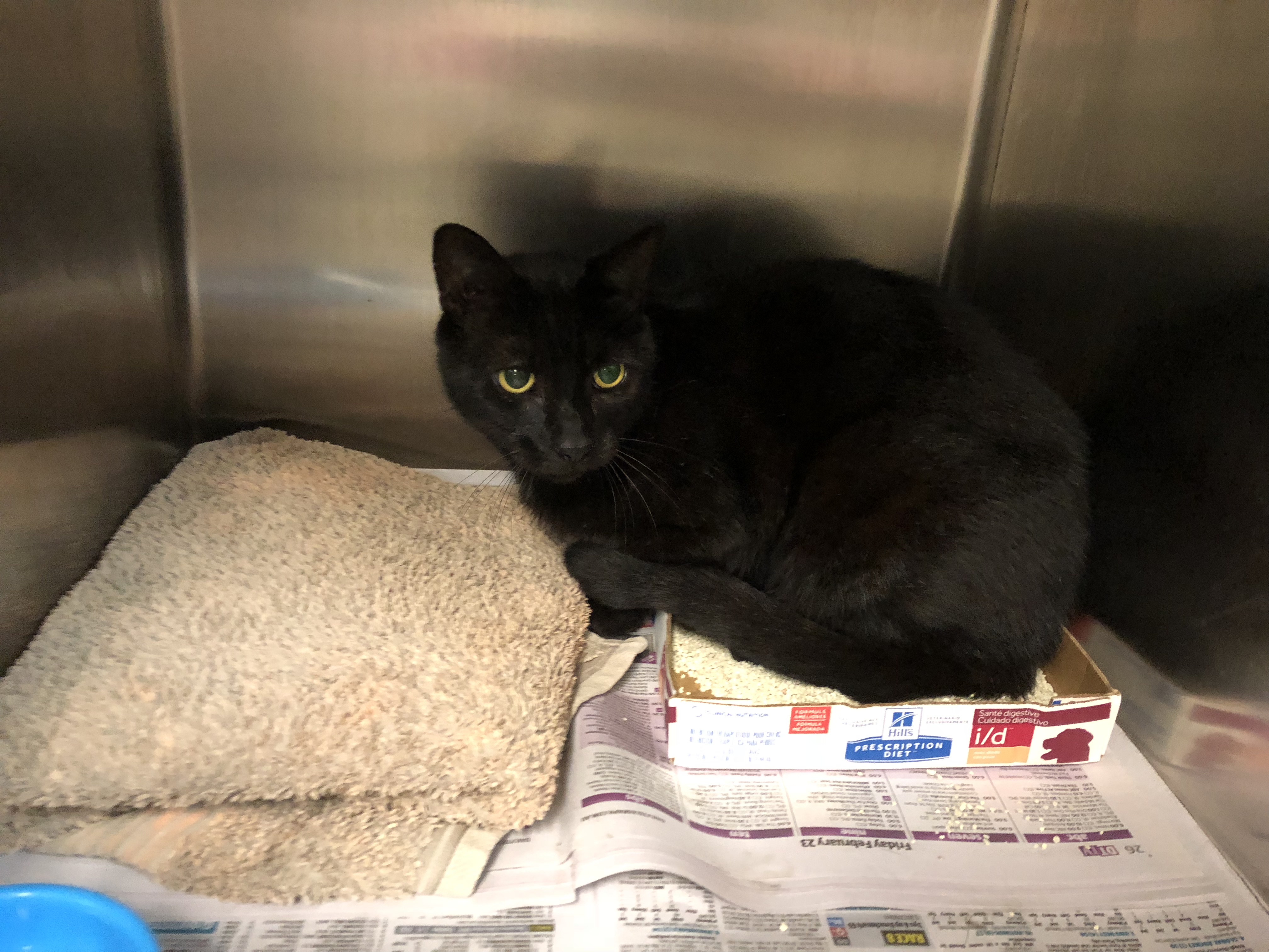 River Sydney Dogs and Cats Home