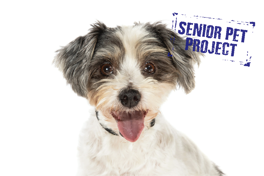 Adopt Sydney Dogs and Cats Home