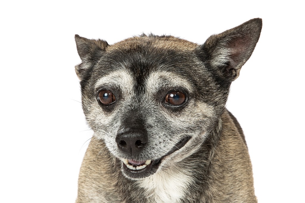 Adopt Sydney Dogs and Cats Home