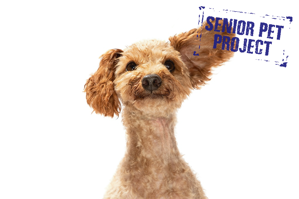 Adopt Sydney Dogs and Cats Home