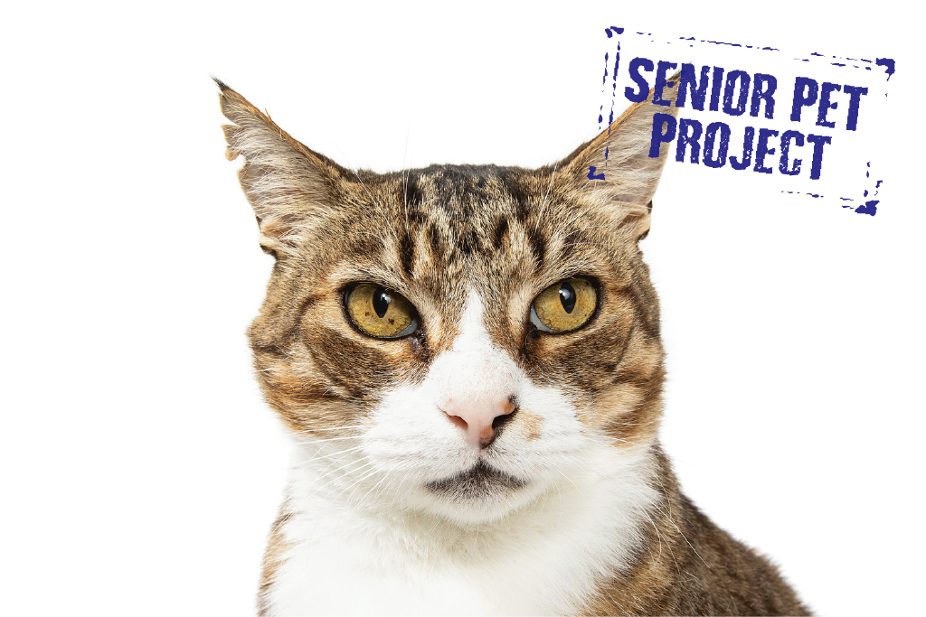 Adopt Sydney Dogs and Cats Home