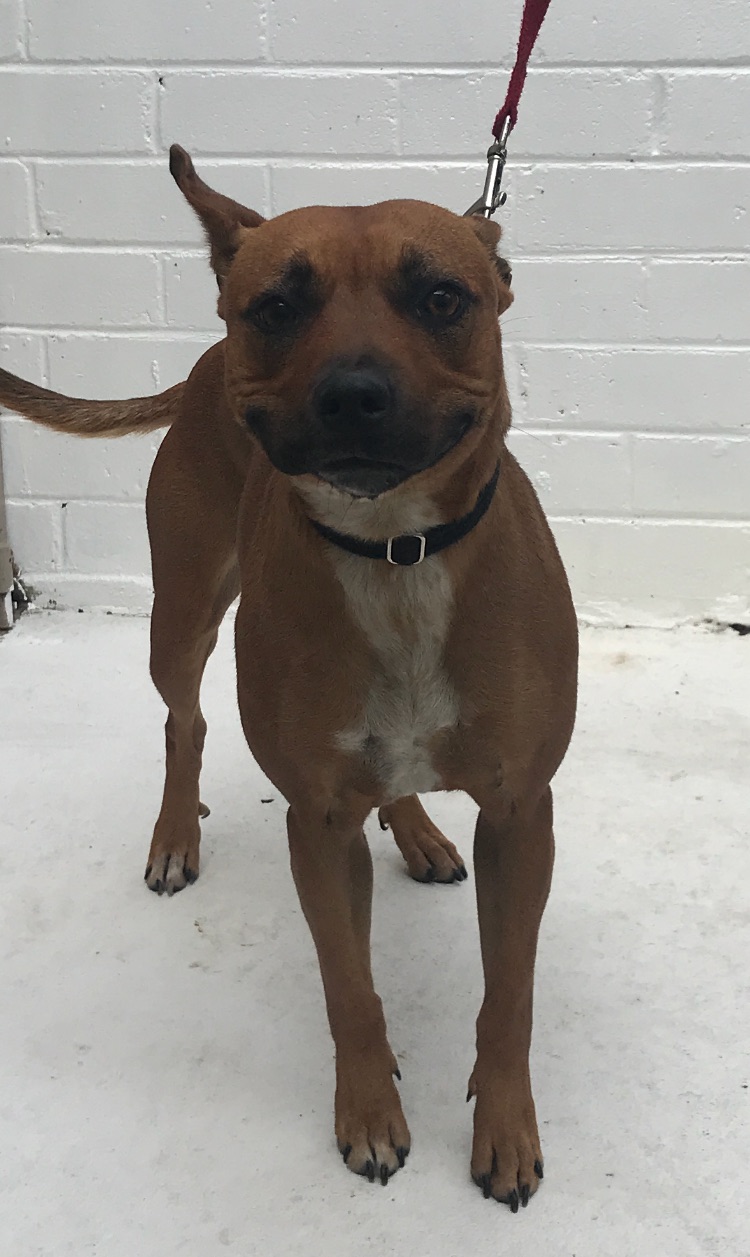 Dimples Sydney Dogs and Cats Home