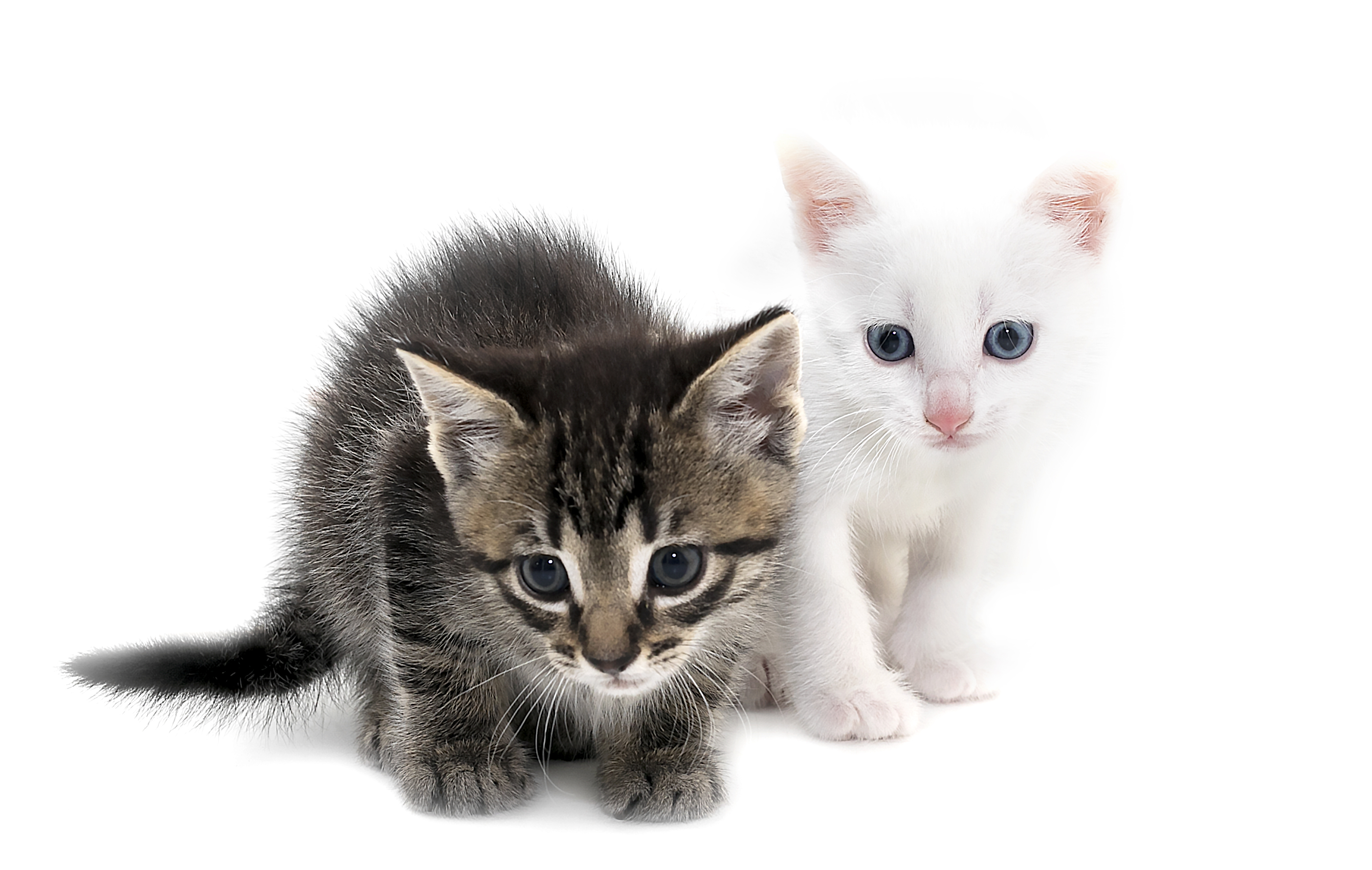 Eight Reasons to Adopt Two Kittens - Sydney Dogs and Cats Home