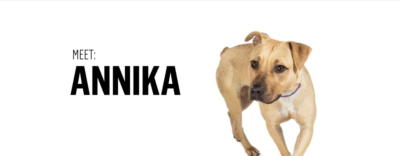 Sydney Dogs and Cats Home Shelter for Dogs and Cats Sydney