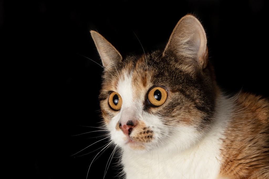 Adopt Sydney Dogs and Cats Home