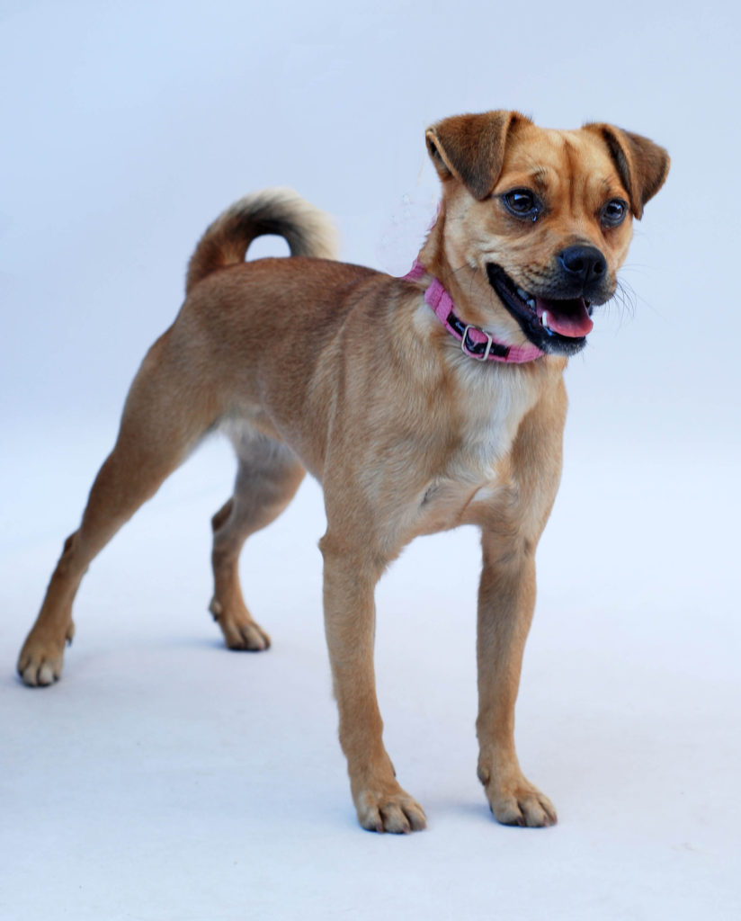 Taffy_1 Sydney Dogs and Cats Home