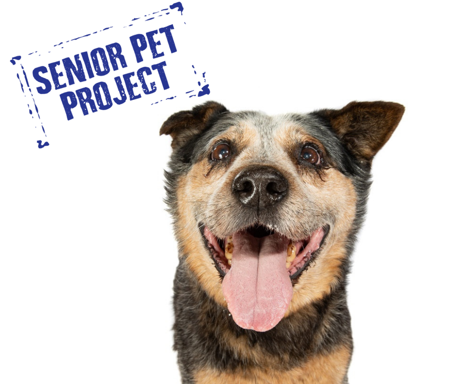 Adopt Sydney Dogs and Cats Home