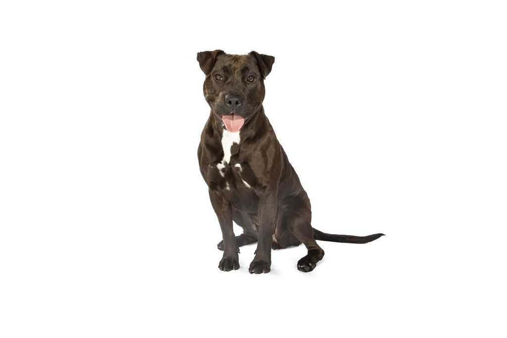 Lee_Lee_2 Sydney Dogs and Cats Home