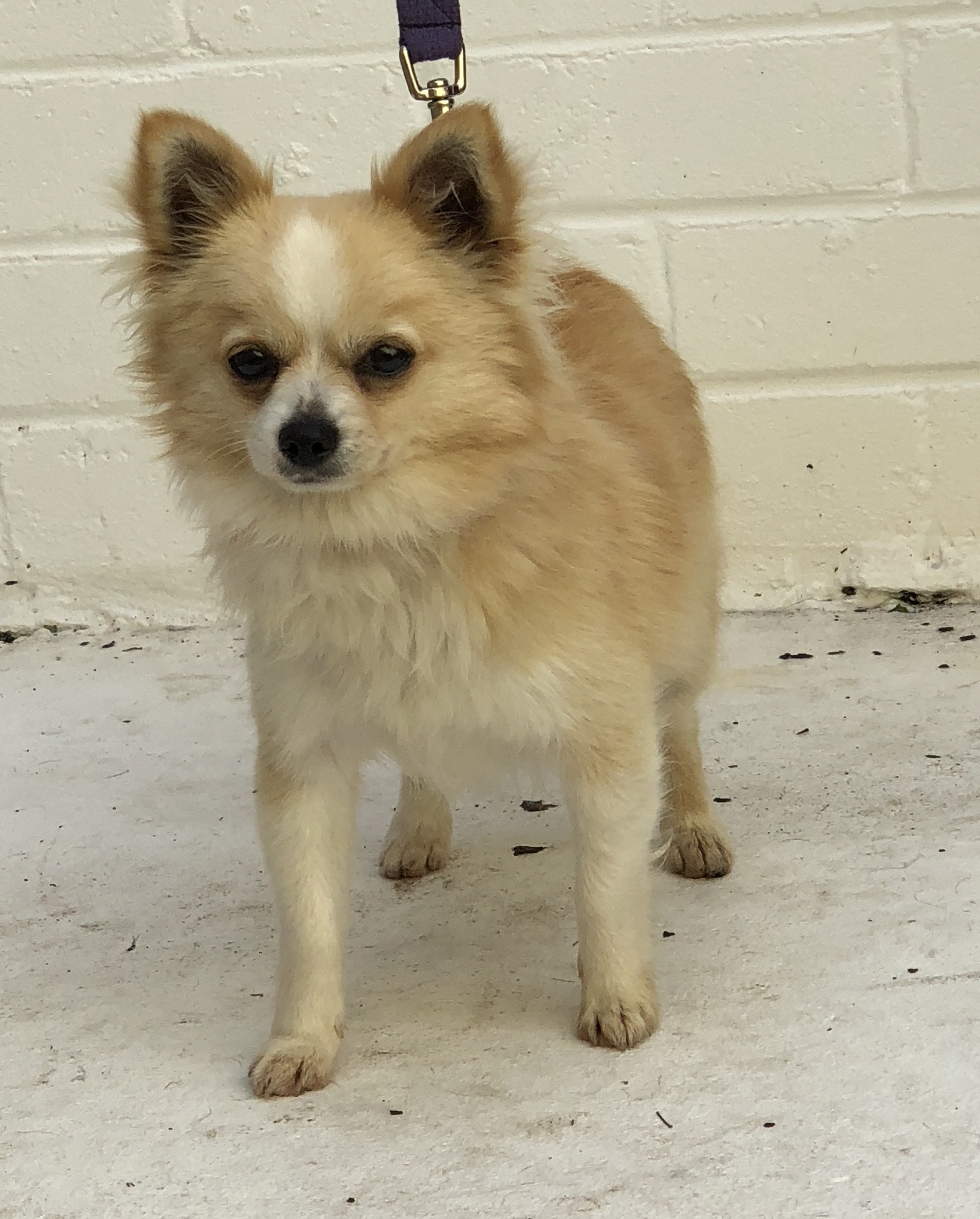 cashew Sydney Dogs and Cats Home