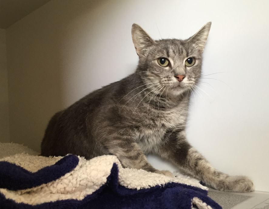 Delta cat Sydney Dogs and Cats Home