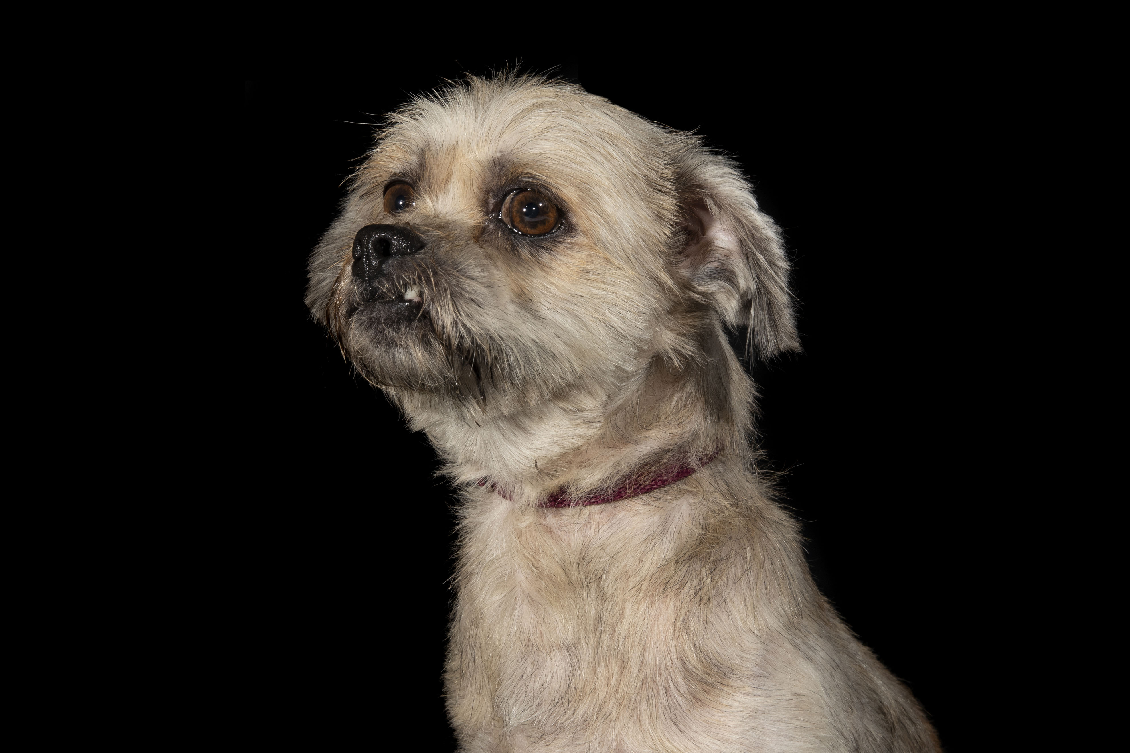 Ren_2 Sydney Dogs and Cats Home