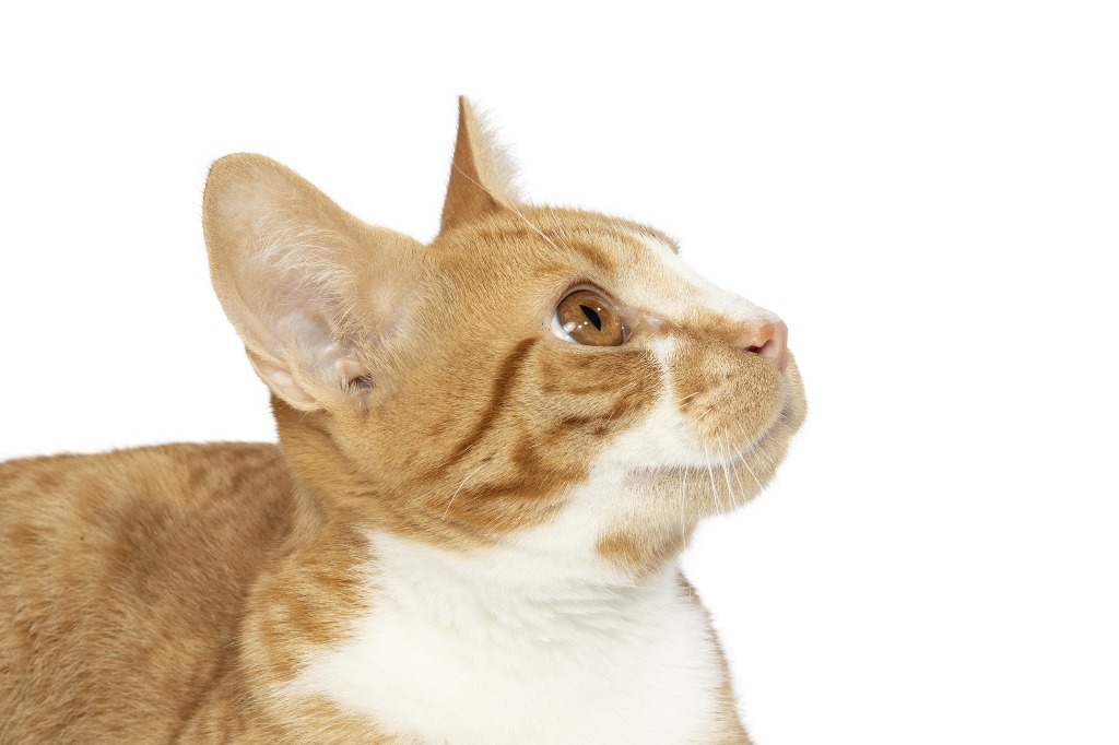 Adopt Sydney Dogs and Cats Home