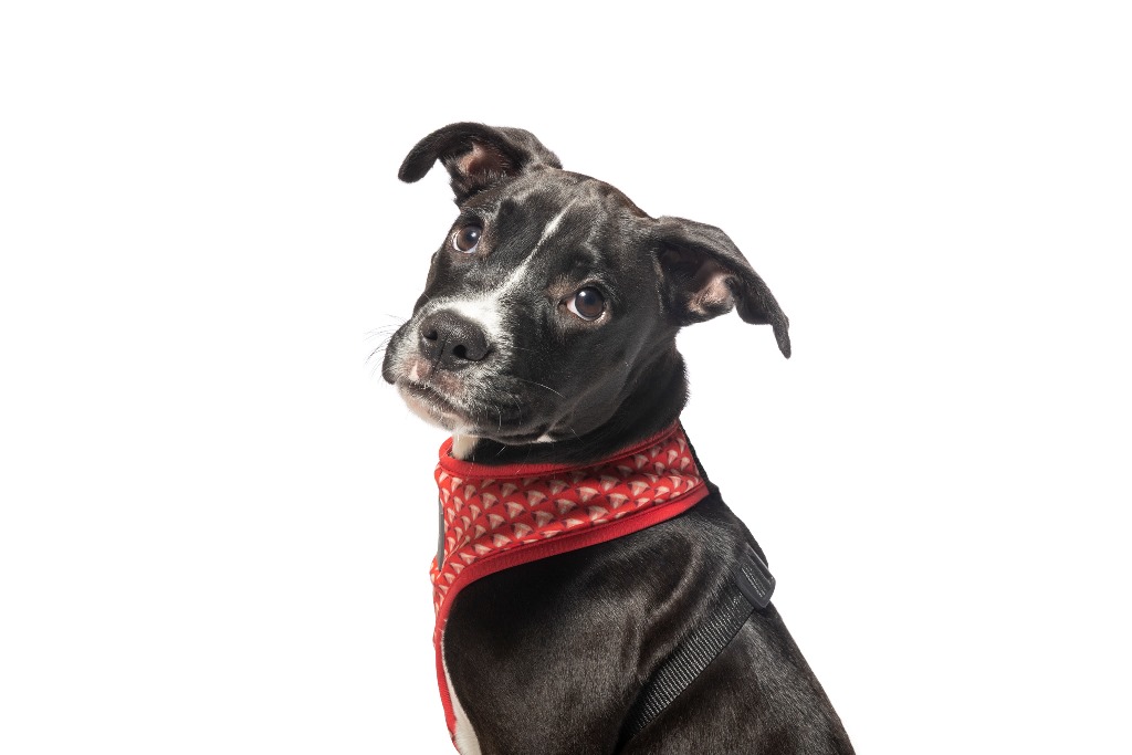 Adopt Sydney Dogs and Cats Home