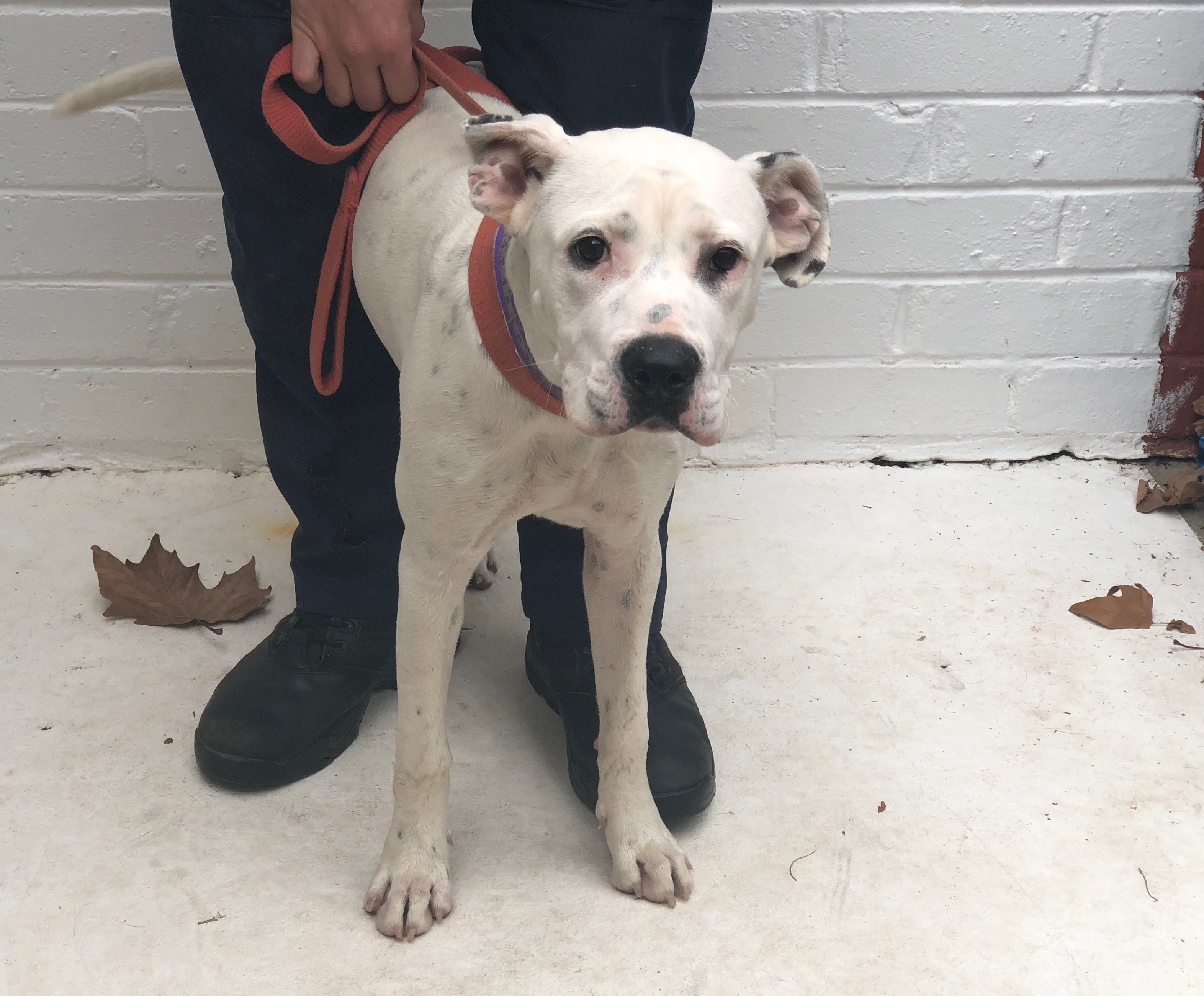 Adelaide Sydney Dogs and Cats Home