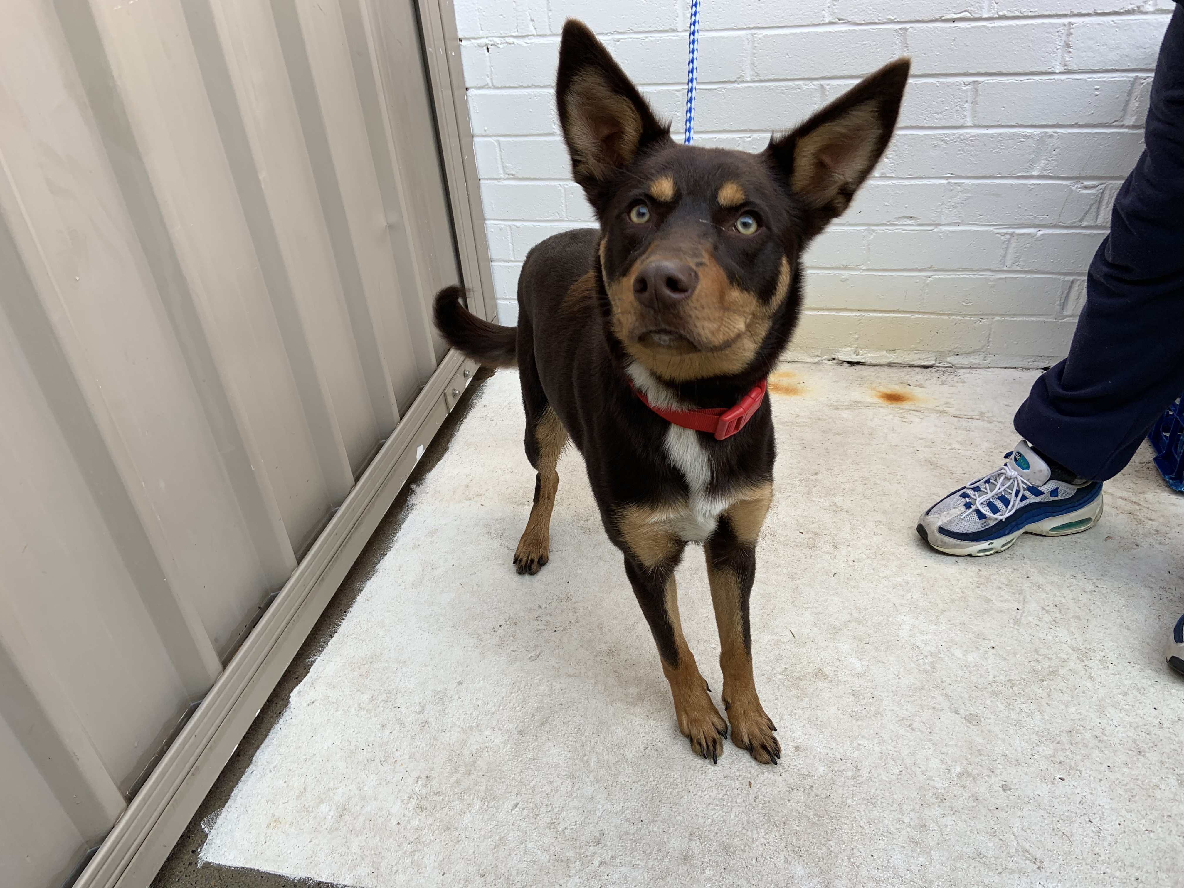 Blaine Sydney Dogs and Cats Home