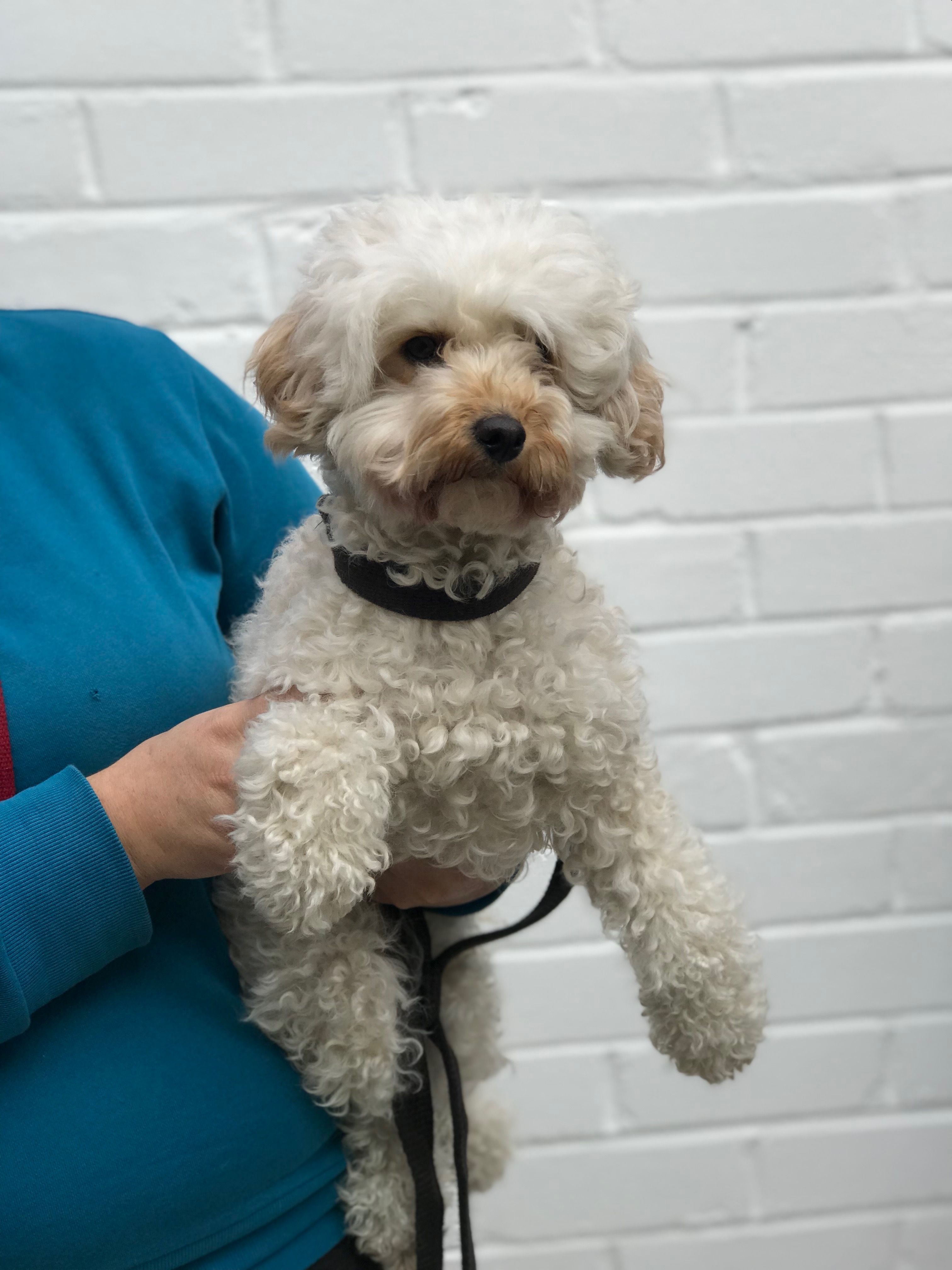 Paige Sydney Dogs and Cats Home