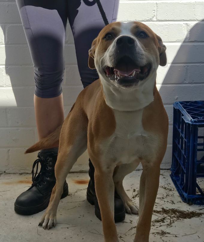 Bullet Sydney Dogs and Cats Home