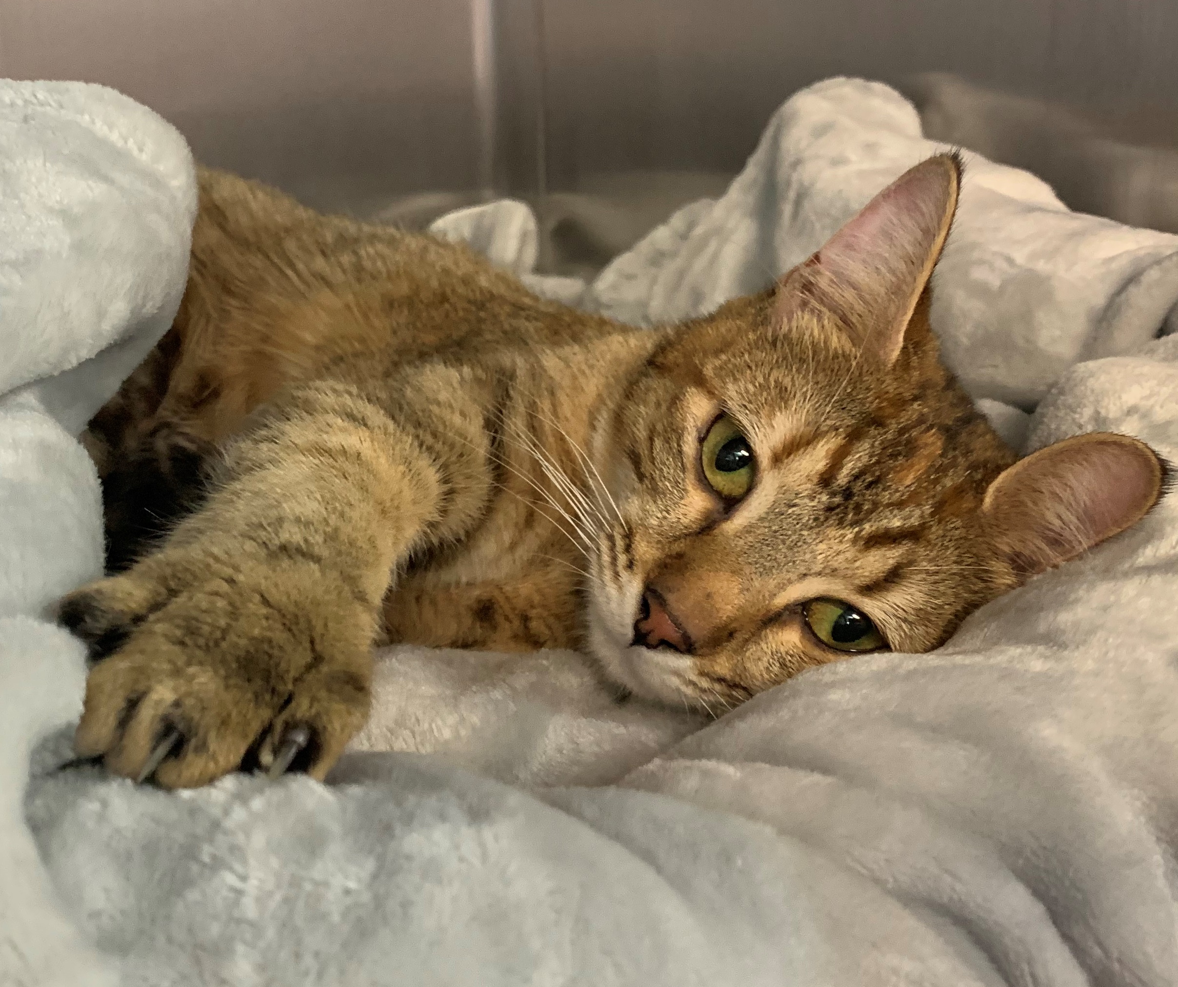 Meep Sydney Dogs and Cats Home