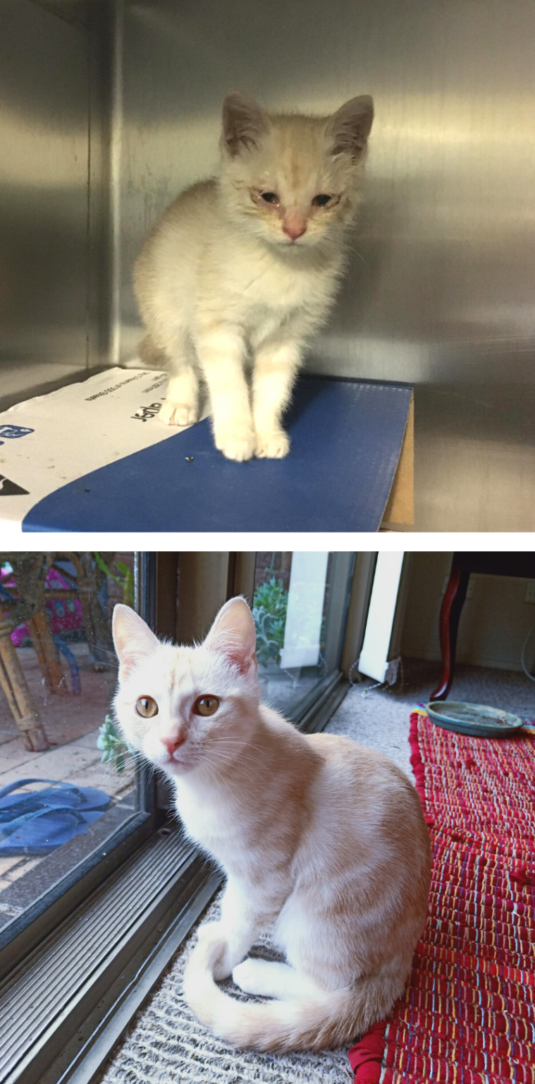 Bubbles’ Battle with Cat Flu Sydney Dogs and Cats Home