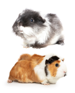 are guinea pigs good house dogs