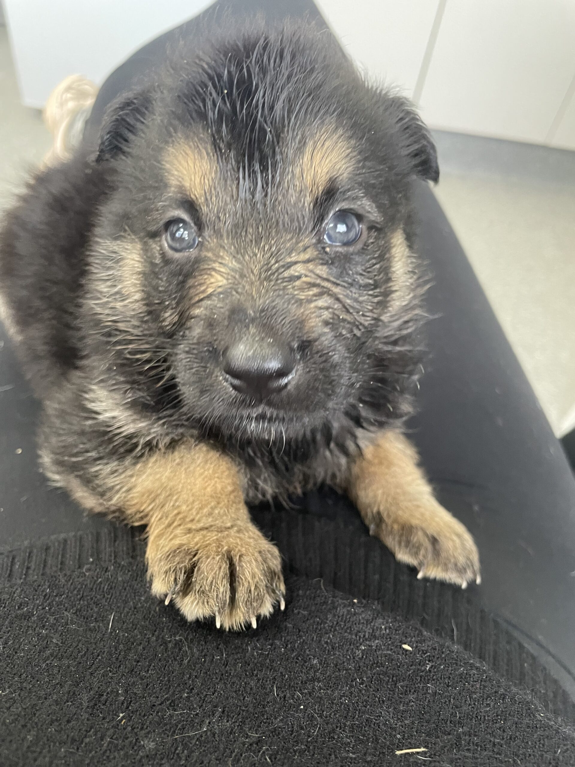 puppies for adoption sydney