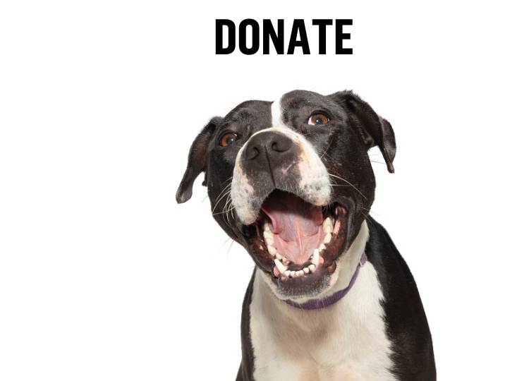 Home Sydney Dogs and Cats Home