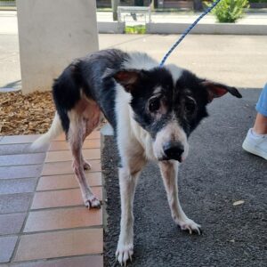 Lexie when she first arrived at Sydney Dogs & Cats Home