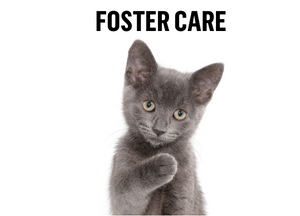 Click to learn more about foster care