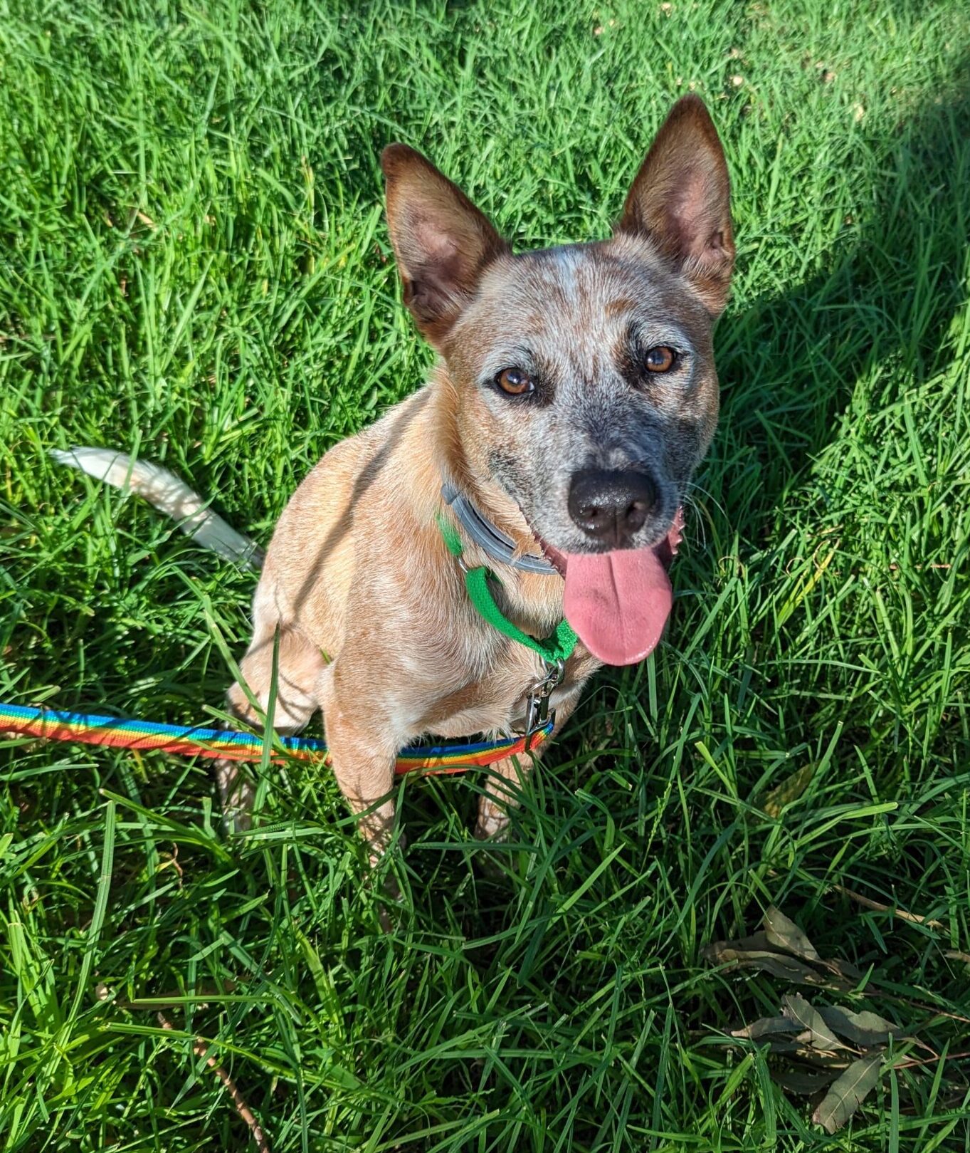 Adopt Sydney Dogs and Cats Home