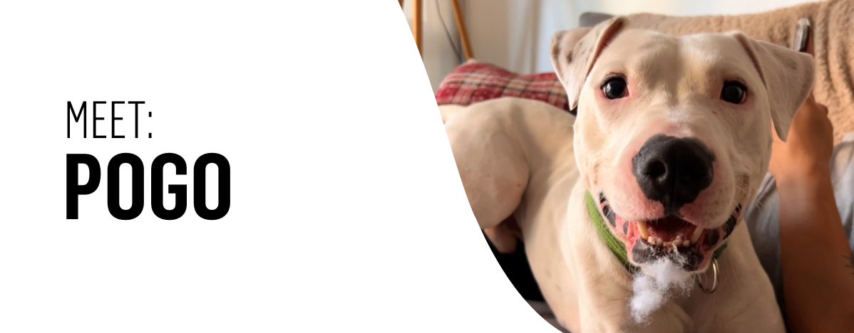 MEET POGO MS 4