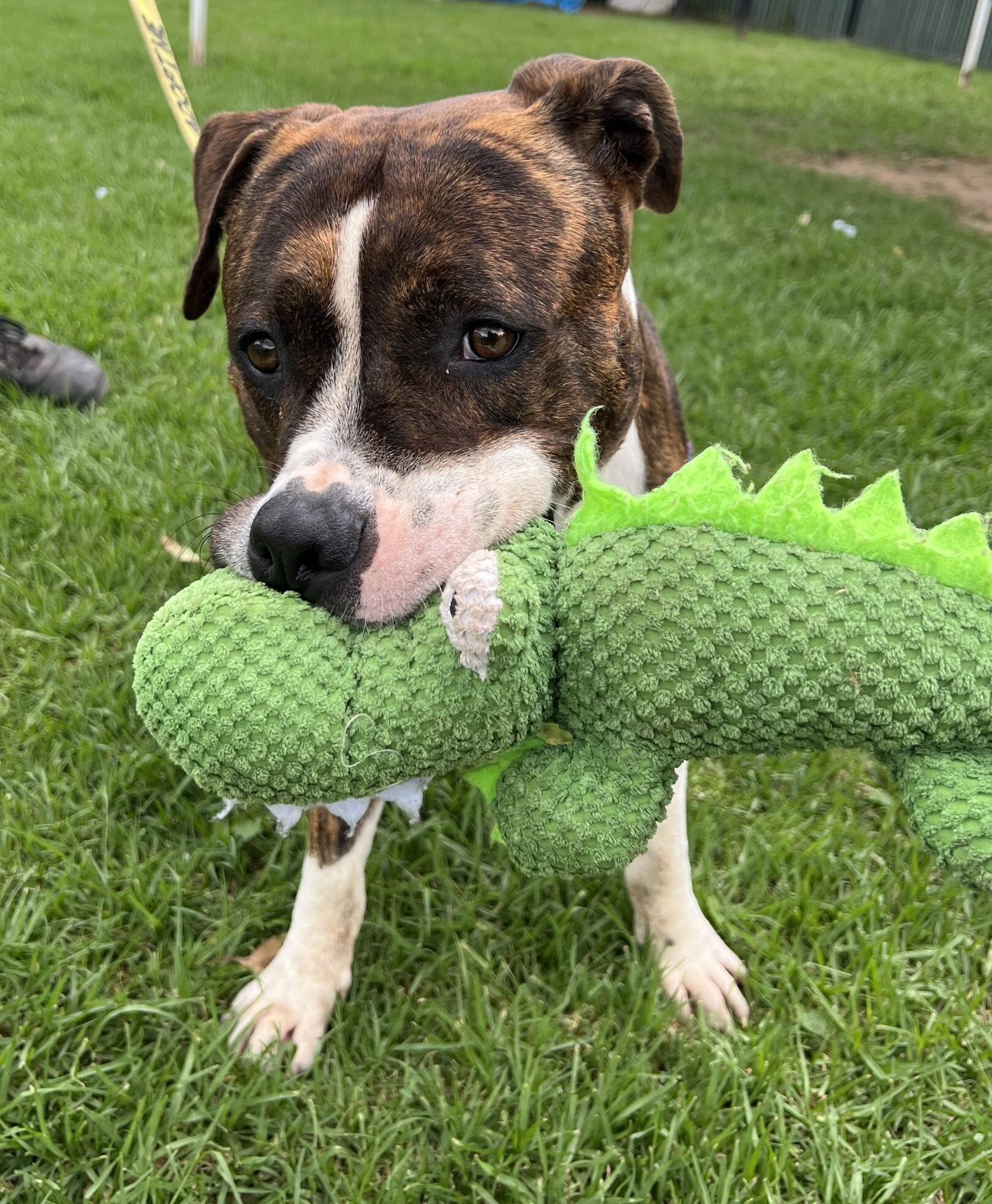 Adopt Sydney Dogs and Cats Home