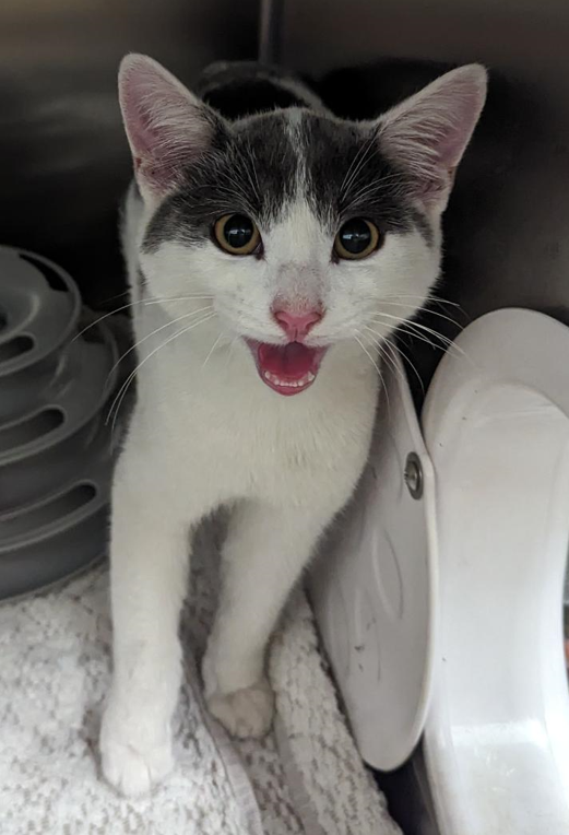 Lost but Found - Sydney Dogs and Cats Home