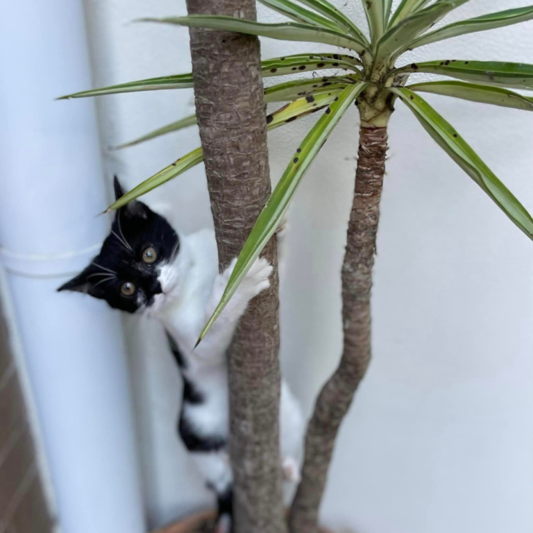 Common Plants Toxic to Pets Sydney Dogs and Cats Home