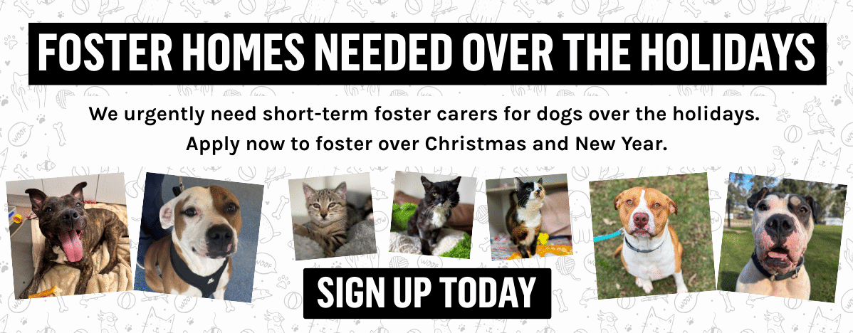 Foster Call Out