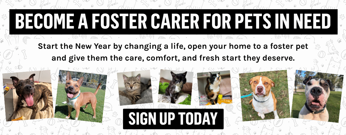 Foster Call Out Banner