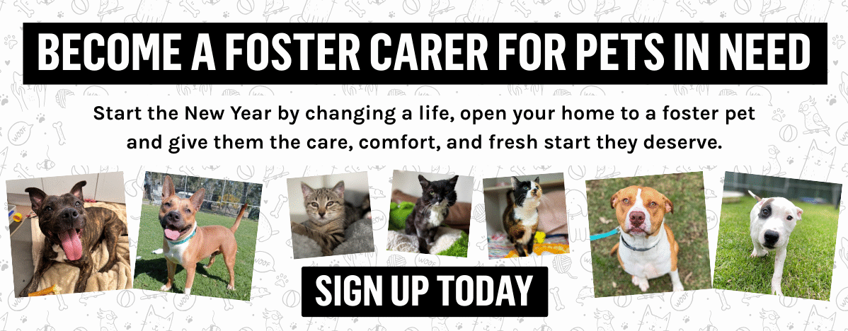 Foster Call Out Banner v2